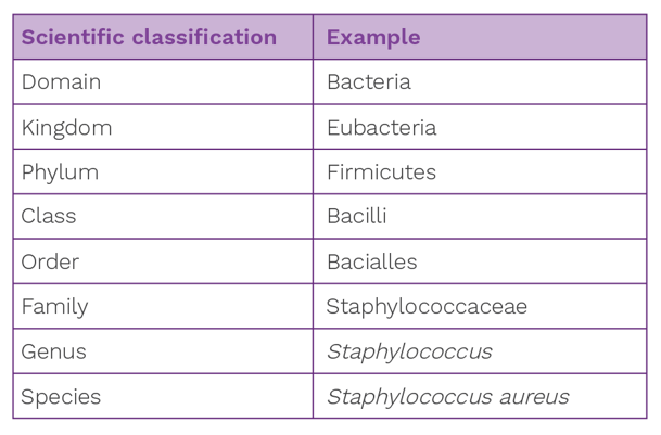 Staphylococcus